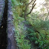 Plants: image 34 Of 208 Thumb